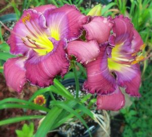 Лилейник Лавандер Блю Бэби / Lavender Blue Baby купить по цене от 749р. в интернет-магазине «Посадика» с доставкой почтой в в Москве и по всей России – [изображение №1].