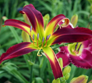 Лилейник-спайдер Эплик / APPLIQUE купить по цене от 499р. в интернет-магазине «Посадика» с доставкой почтой в в Москве и по всей России – [изображение №1].