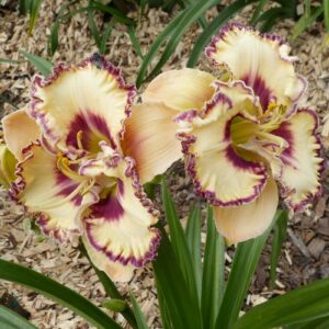 Лилейник Счастья / Me so happy купить по цене от 399р. в интернет-магазине «Посадика» с доставкой почтой в в Москве и по всей России – [изображение №1].