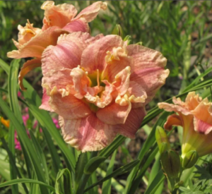 Лилейник Махровая Spotted Fever купить по цене от 499р. в интернет-магазине «Посадика» с доставкой почтой в в Москве и по всей России – [изображение №1].