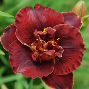 Лилейник Найт Эмберс / Night Millennium купить по цене от 589р. в интернет-магазине «Посадика» с доставкой почтой в в Москве и по всей России – [изображение №1].