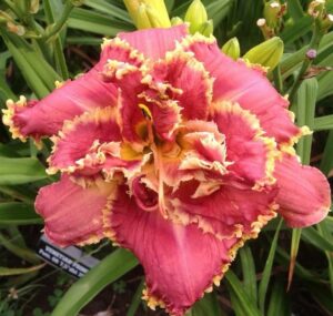 Лилейник Венециан Фринж / Venetian Fringe купить по цене от 629р. в интернет-магазине «Посадика» с доставкой почтой в в Москве и по всей России – [изображение №1].