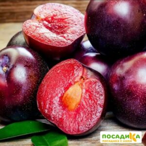 Слива ШАРАФУГА ВЕЛЬВЕТ САНРАЙЗ купить по цене от 360р. в интернет-магазине «Посадика» с доставкой почтой в в Москве и по всей России – [изображение №1].