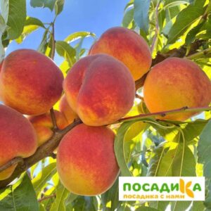 Персик Вулкан купить по цене от 360р. в интернет-магазине «Посадика» с доставкой почтой в в Москве и по всей России – [изображение №1].