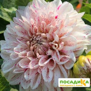 Георгина Антей купить по цене от 350р. в интернет-магазине «Посадика» с доставкой почтой в в Москве и по всей России – [изображение №1].