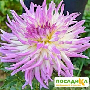 Георгина Мингус Рэнди купить по цене от 350р. в интернет-магазине «Посадика» с доставкой почтой в в Москве и по всей России – [изображение №1].