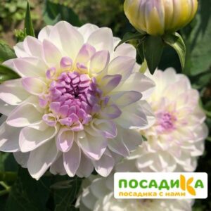 Георгина шаровидная Эвелин купить по цене от 350р. в интернет-магазине «Посадика» с доставкой почтой в в Москве и по всей России – [изображение №1].