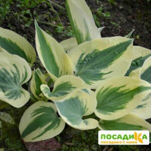 Хоста Фирн Лайн (Firn Line) купить по цене от 385р. в интернет-магазине «Посадика» с доставкой почтой в в Москве и по всей России – [изображение №1].