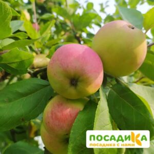 Яблоня Елена купить по цене от 360р. в интернет-магазине «Посадика» с доставкой почтой в в Москве и по всей России – [изображение №1].