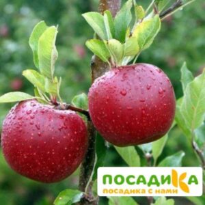 Яблоня Мелроуз купить по цене от 360р. в интернет-магазине «Посадика» с доставкой почтой в в Москве и по всей России – [изображение №1].