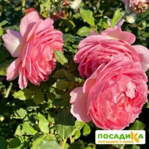 Роза Джубили Селебрейшн (Jubilee Celebration) купить по цене от 350.00р. в интернет-магазине «Посадика» с доставкой почтой в в Москве и по всей России – [изображение №1].