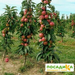 Яблоня колоновидная Останкино купить по цене от 360р. в интернет-магазине «Посадика» с доставкой почтой в в Москве и по всей России – [изображение №1].