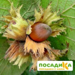 Фундук Кавказ купить по цене от 360р. в интернет-магазине «Посадика» с доставкой почтой в в Москве и по всей России – [изображение №1].