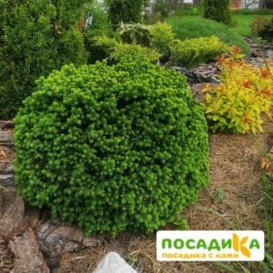 Ель обыкновенная Литл Джем купить по цене от 390.00р. в интернет-магазине «Посадика» с доставкой почтой в в Москве и по всей России – [изображение №1].