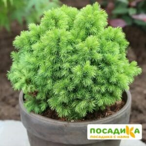 Ель канадская Альберта Глобе купить по цене от 450.00р. в интернет-магазине «Посадика» с доставкой почтой в в Москве и по всей России – [изображение №1].