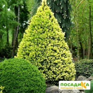 Ель канадская Дейзи Уайт купить по цене от 450.00р. в интернет-магазине «Посадика» с доставкой почтой в в Москве и по всей России – [изображение №1].