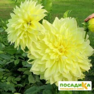 Георгина Кельвин Флудлайт декоративная купить по цене от 300р. в интернет-магазине «Посадика» с доставкой почтой в в Москве и по всей России – [изображение №1].