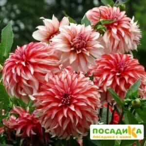 Георгина Долли Эйч декоративная купить по цене от 300р. в интернет-магазине «Посадика» с доставкой почтой в в Москве и по всей России – [изображение №1].