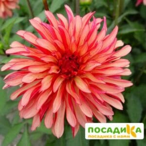 Георгина Геллери Арт Деко купить по цене от 350р. в интернет-магазине «Посадика» с доставкой почтой в в Москве и по всей России – [изображение №1].