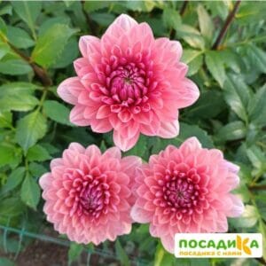 Георгина Шато де Лабурдезьер купить по цене от 350р. в интернет-магазине «Посадика» с доставкой почтой в в Москве и по всей России – [изображение №1].