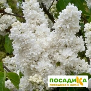 Сирень Память о Колесникове купить по цене от 529.00р. в интернет-магазине «Посадика» с доставкой почтой в в Москве и по всей России – [изображение №1].