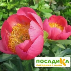 Пион Корал эн Голд купить по цене от 559р. в интернет-магазине «Посадика» с доставкой почтой в в Москве и по всей России – [изображение №1].