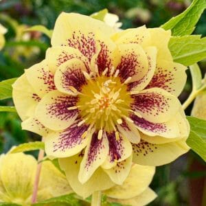 Морозник восточный Йеллоу Споттед купить по цене от 700р. в интернет-магазине «Посадика» с доставкой почтой в в Москве и по всей России – [изображение №1].