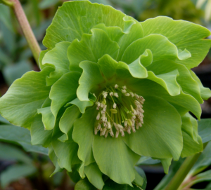 Морозник восточный Грин купить по цене от 890р. в интернет-магазине «Посадика» с доставкой почтой в в Москве и по всей России – [изображение №1].