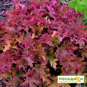 Гейхерелла Зиппер купить по цене от 260р. в интернет-магазине «Посадика» с доставкой почтой в в Москве и по всей России – [изображение №1].