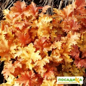 Гейхера Янтарная волна купить по цене от 390р. в интернет-магазине «Посадика» с доставкой почтой в в Москве и по всей России – [изображение №1].