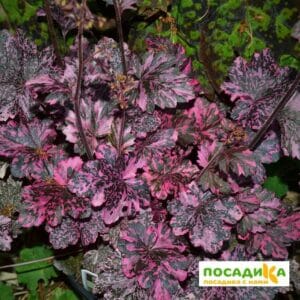 Гейхера Миднайт Роуз купить по цене от 390р. в интернет-магазине «Посадика» с доставкой почтой в в Москве и по всей России – [изображение №1].