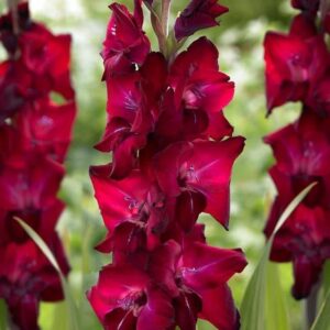 ГЛАДИОЛУС КРУПНОЦВЕТКОВЫЙ ДОТ КОМ купить по цене от 150р. в интернет-магазине «Посадика» с доставкой почтой в в Москве и по всей России – [изображение №1].