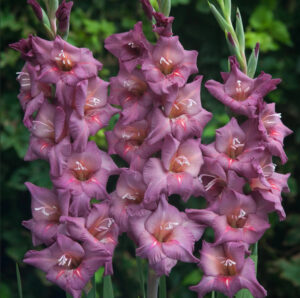 Гладиолус Гвинет купить по цене от 130р. в интернет-магазине «Посадика» с доставкой почтой в в Москве и по всей России – [изображение №1].