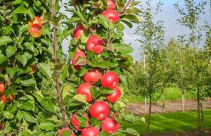 колоновидные деревья