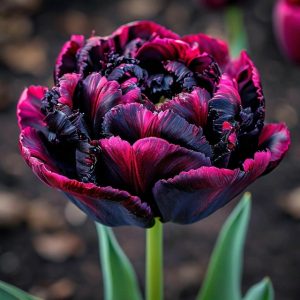 Тюльпан Фламинго купить по цене от 500р. в интернет-магазине «Посадика» с доставкой почтой в в Москве и по всей России – [изображение №1].