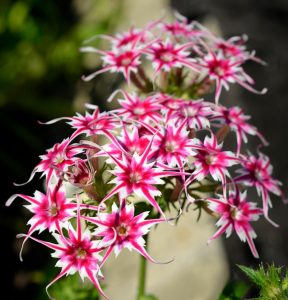 Флокс Метельчатый Путь купить по цене от 456р. в интернет-магазине «Посадика» с доставкой почтой в в Москве и по всей России – [изображение №1].