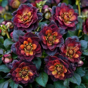 Морозник Сноу Дроп купить по цене от 348р. в интернет-магазине «Посадика» с доставкой почтой в в Москве и по всей России – [изображение №1].