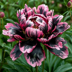 Пион Дроп Руби купить по цене от 469р. в интернет-магазине «Посадика» с доставкой почтой в в Москве и по всей России – [изображение №1].