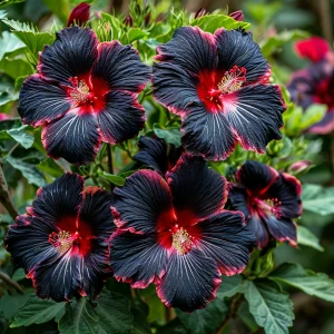 Гибискус садовый Файер Дэнсер купить по цене от 450р. в интернет-магазине «Посадика» с доставкой почтой в в Москве и по всей России – [изображение №1].