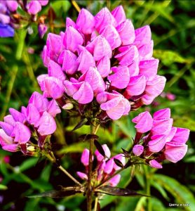 Флокс Бутоник купить по цене от 461р. в интернет-магазине «Посадика» с доставкой почтой в в Москве и по всей России – [изображение №1].