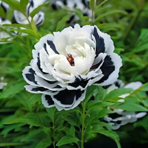 Пион Монохромный Шик купить по цене от 429р. в интернет-магазине «Посадика» с доставкой почтой в в Москве и по всей России – [изображение №1].